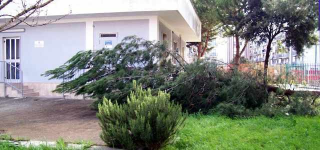 albero-caduto-scuola