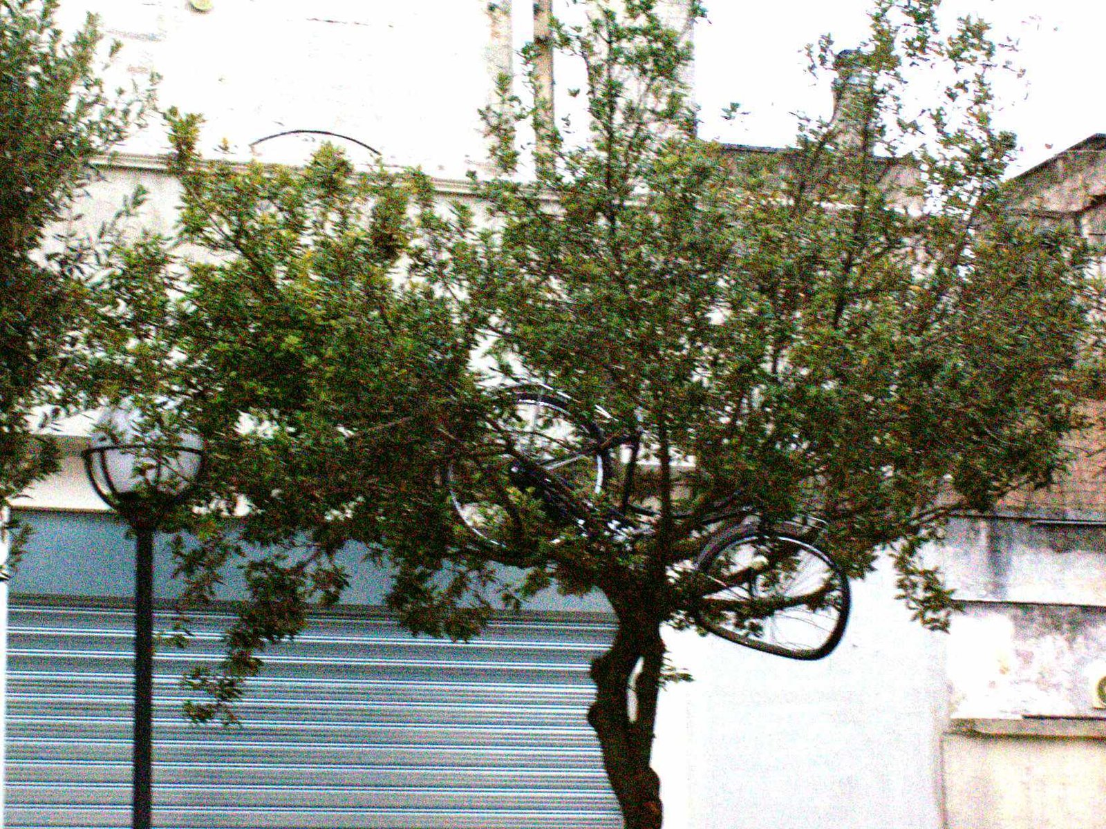 bici-su-albero2