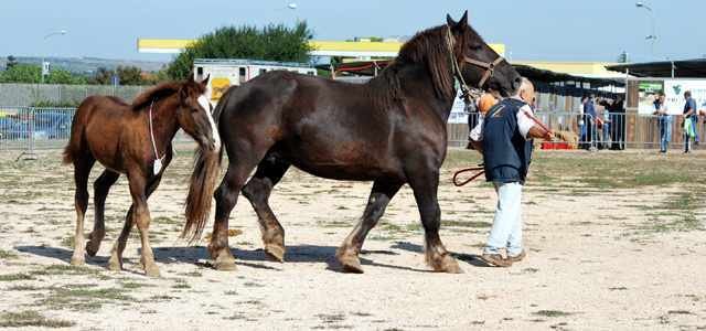 santeramo_2009-032.jpg1