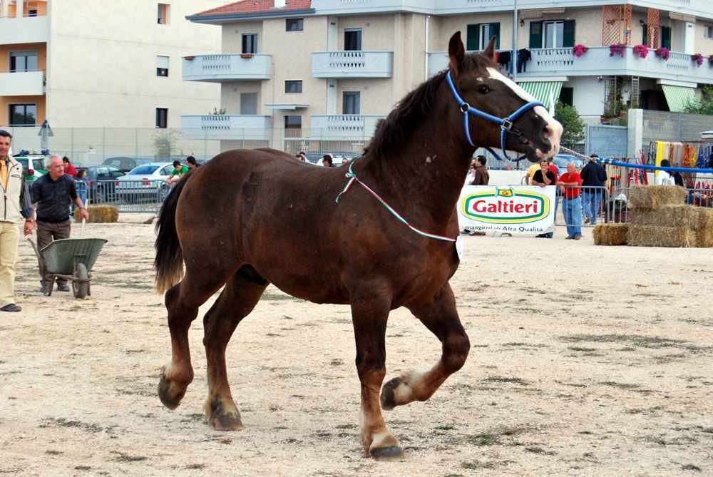 santeramo_2009-330.jpg1