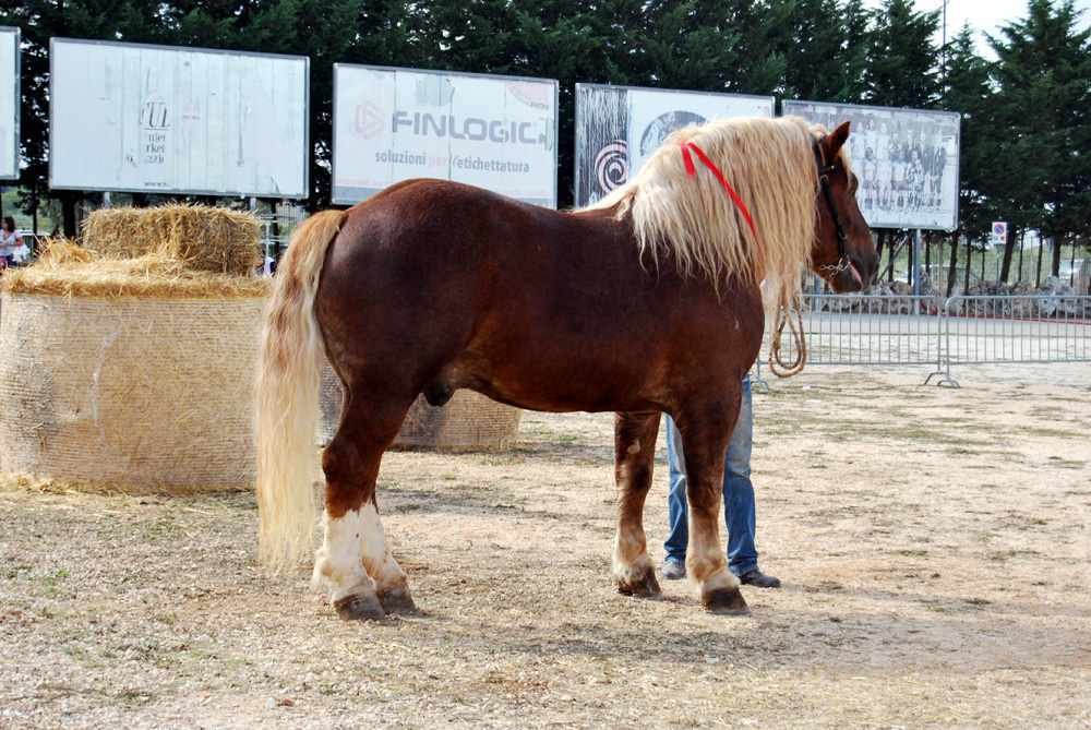 santeramo_2009-356.jpg1