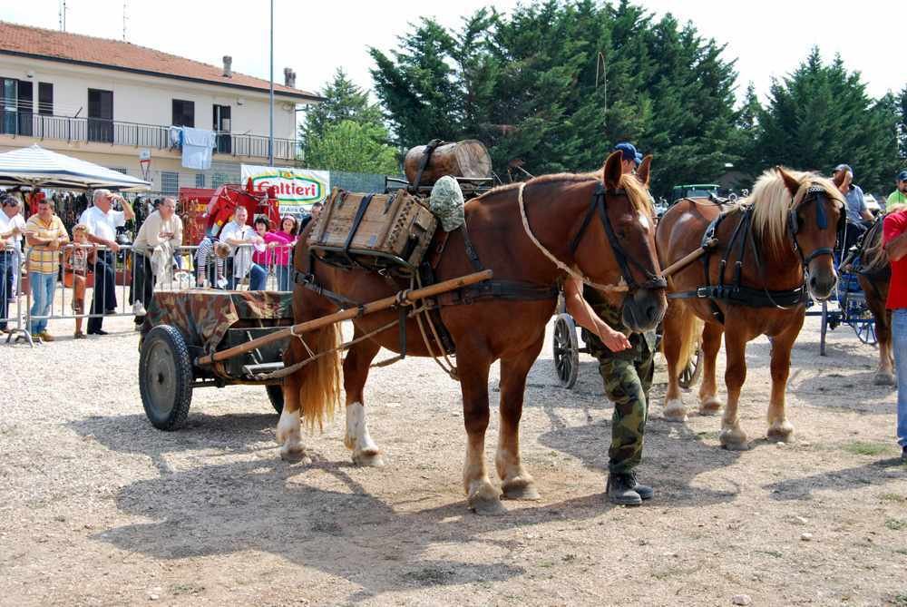 santeramo_2009-509.jpg1