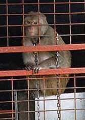 scimmia_circo