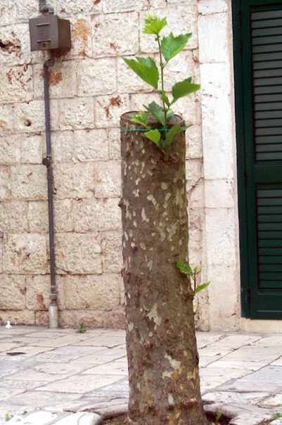albero-tagliato