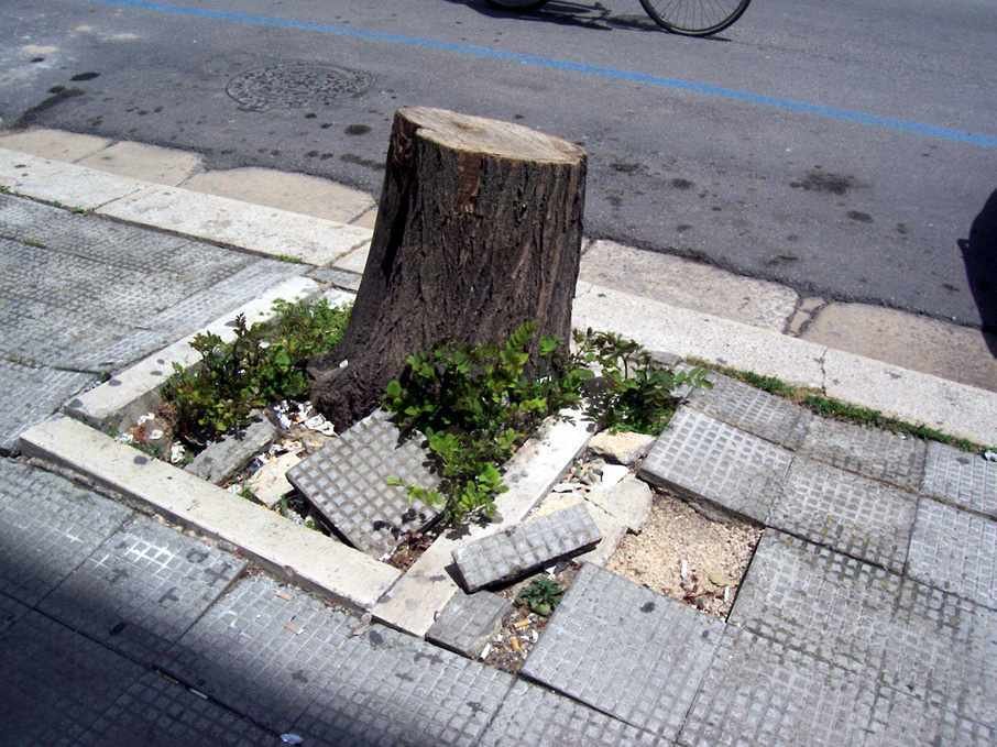 albero-via-canudo