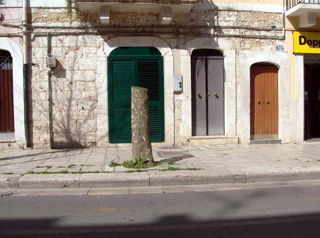 albero-via-di-vittorio