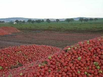 pomodori-ammassati2