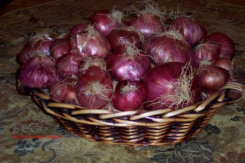 4820833313_0ae63443a3_o