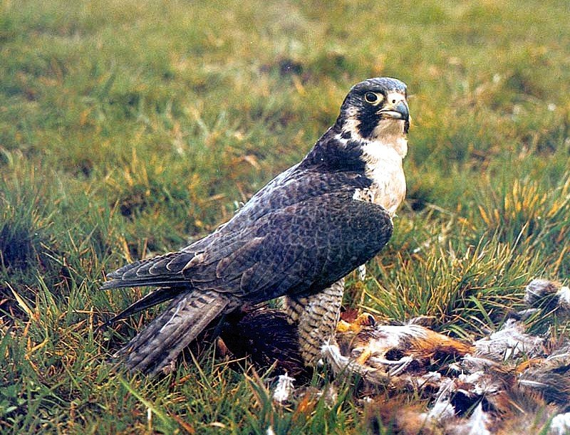 Falco_peregrinus