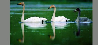 cigni_lago-pp