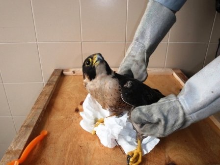 falco_pellegrino1
