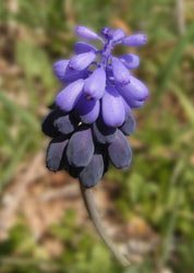 muscari_commut