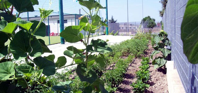 ortaggi-campo-calcetto