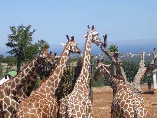 zoo-safari-fasano-2006