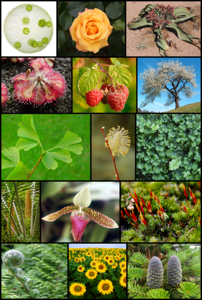 biodiversita_wikipedia