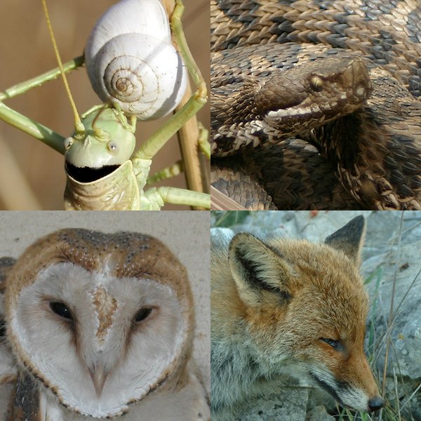faunadellamurgia