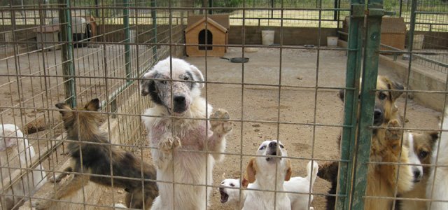stato-di-abbandono-canile