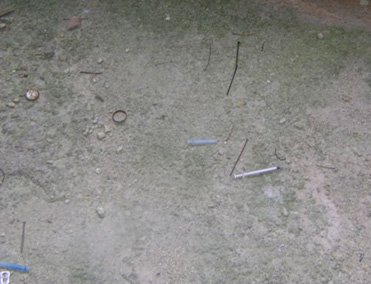 167-siringhe-nel-rudere0