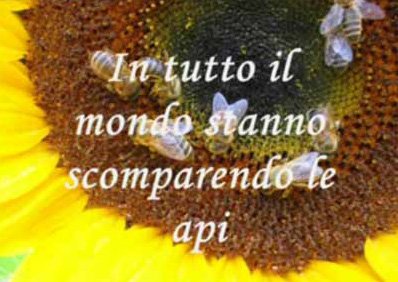 scomparsa_delle_api