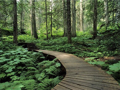 Sfondi-desktop-foreste-