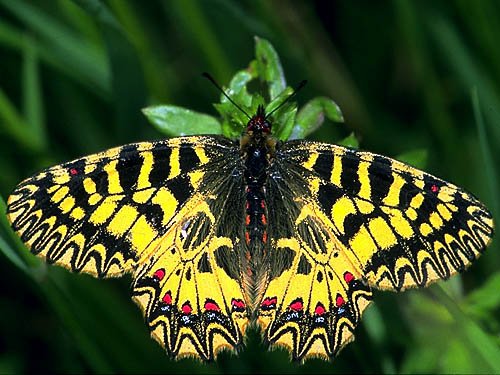 Zerynthia_polyxena