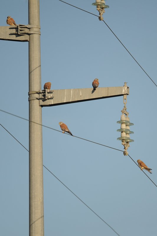 10_grillai_in_attesa_delle_prede