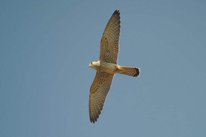 4_Dal_cielo_i_piccoli_falchi_cercano_osservando_loperare_delluomo