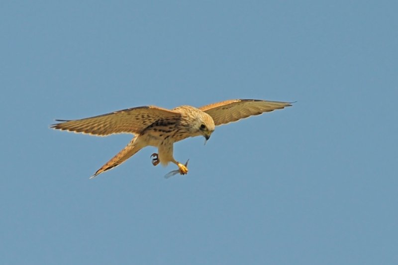 7_acrobati_dellaria_mangiano_volando_senza_tregua