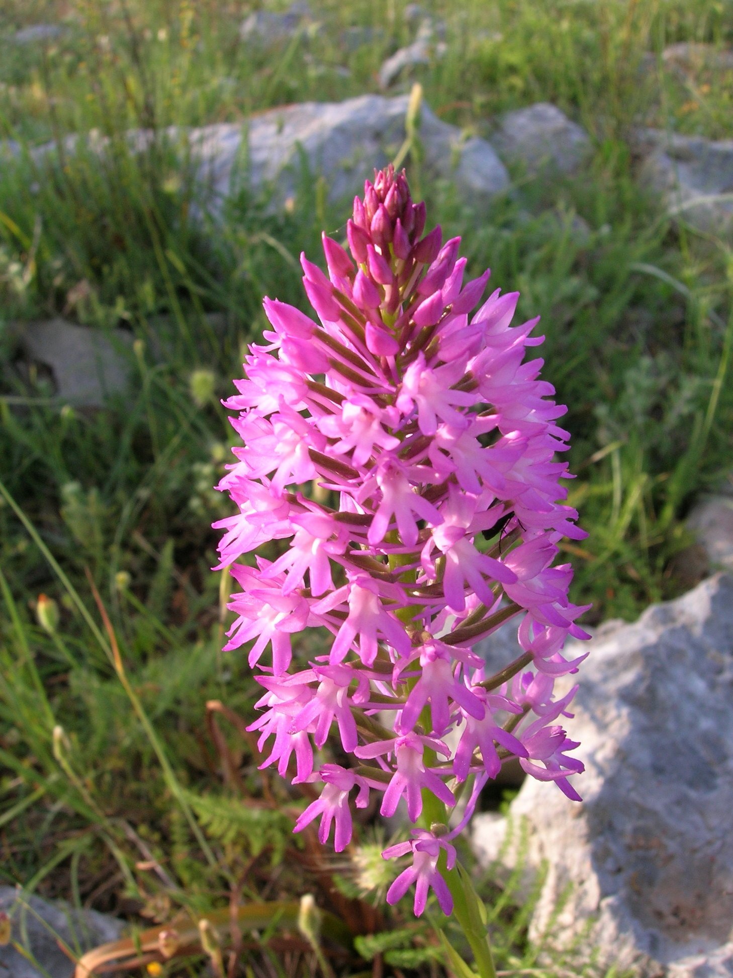 Anacamptis_pyramidalis2