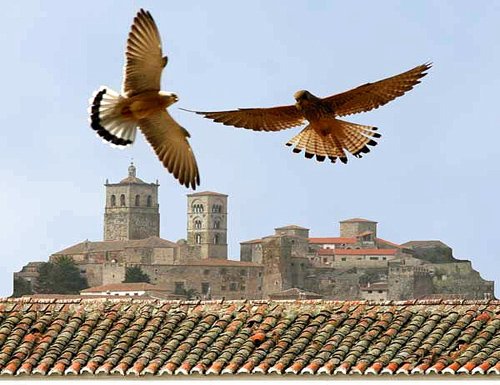 Falco_grillaio_censimento