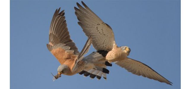 Grillaio-falco2