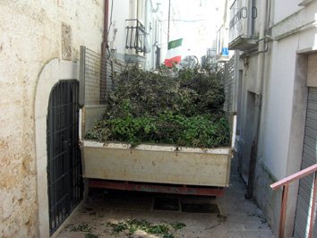 leccio-potato-raccolta-rami