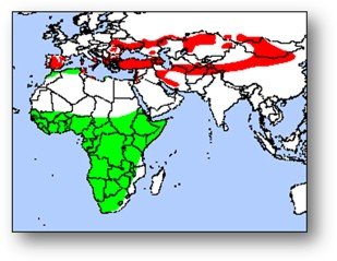 mappa_mondiale_grillaio