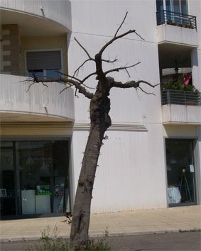potatura-via-pastore6