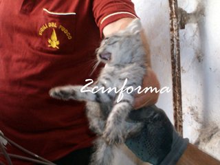 vigile-salva-gattino