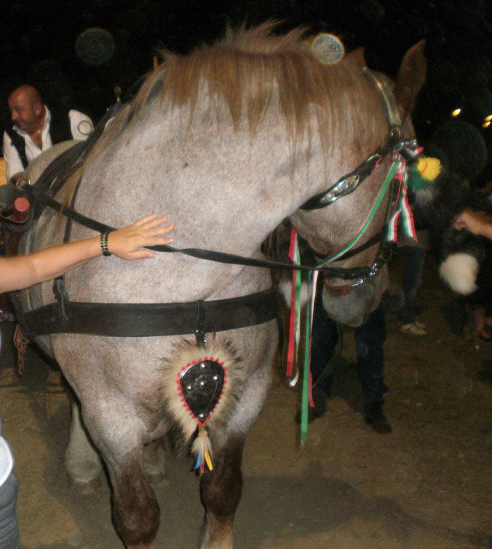 cavallo-accarezzato