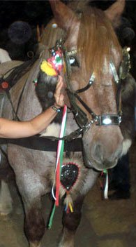 cavallo-irritato2