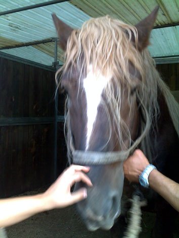 cavallo-stalla