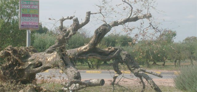 ulivo-abbattuto-pp