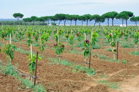 Castellaneta07 460