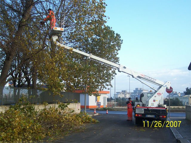 alberi-capitozzatura-