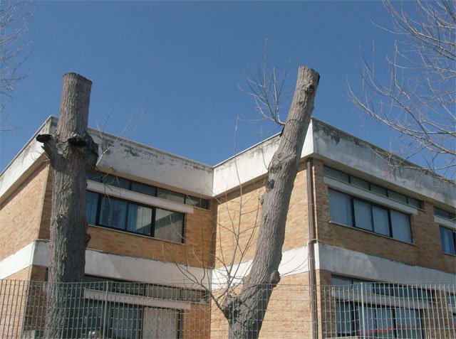 alberi-capitozzatura-3