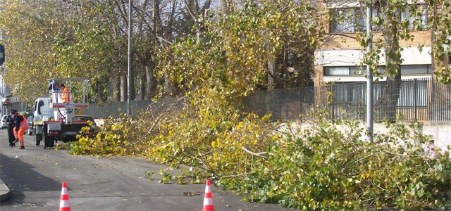 alberi-capitozzatura-via-ev
