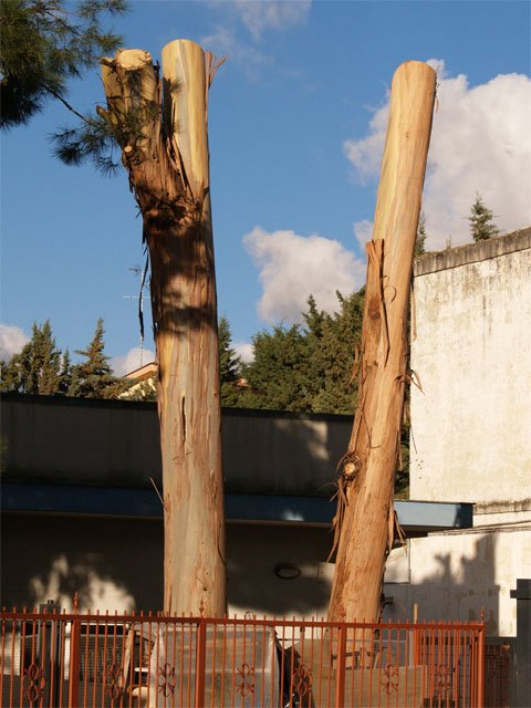 alberi-capitozzatura