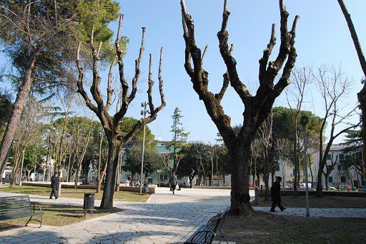 potatura alberi p.zza pinto