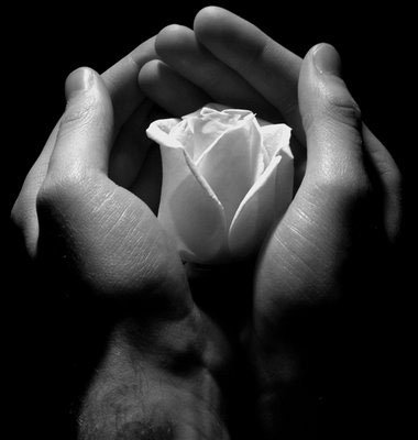 rosa nelle mani11