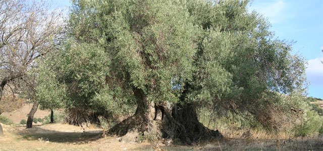 ulivo-secolare-pp