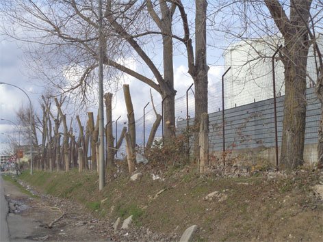 alberi-capitozzati-ss-100