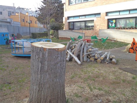 alberi-scuola-via-eva