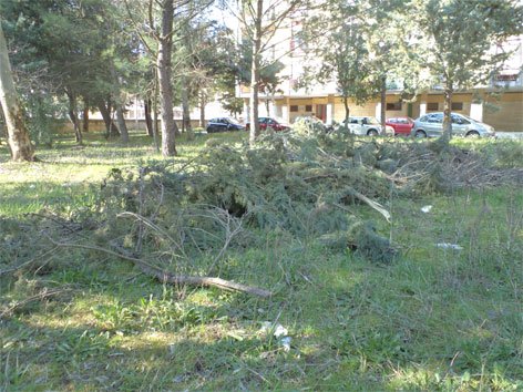 giardino-discarica-rami